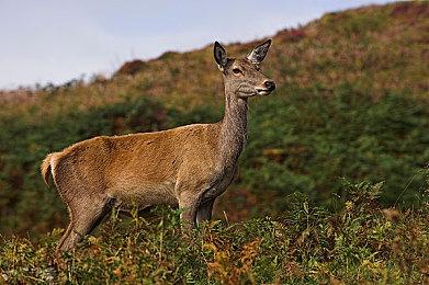 乔治马丁回应用自己名字命名《艾尔登法环》角色