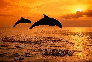 《刺客信条：影》IGN评8分 开放世界游戏佳作之一